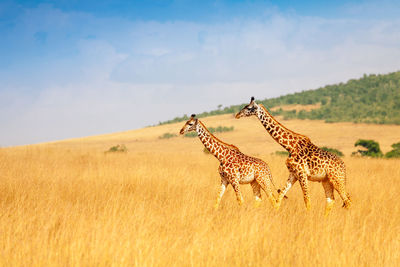 Giraffe walking on grassy field