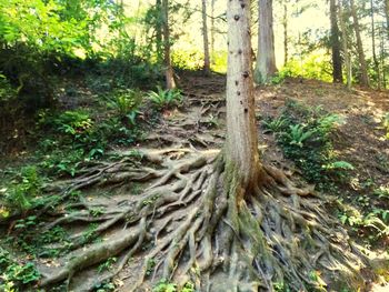 Trees in forest