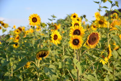 Close-up of sunflowers on field