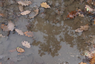 High angle view of leaves in lake