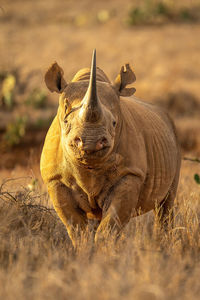 Black rhino