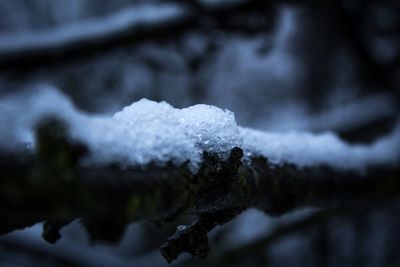 Close-up of frozen flower