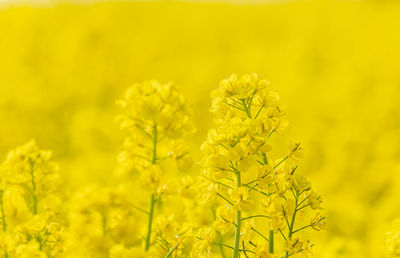 Close-up of fresh yellow flower field