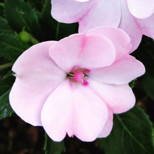 Close-up of pink rose flower