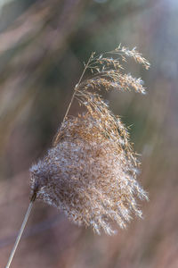 Close-up of plant