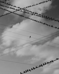 Lonly bird on a cable