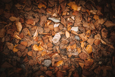 Full frame shot of dried autumn leaves on field