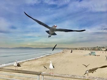 Seagulls flying over beach against sky