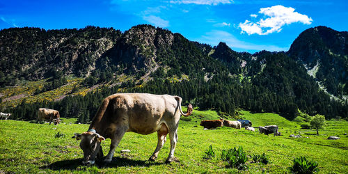 Cows in a field