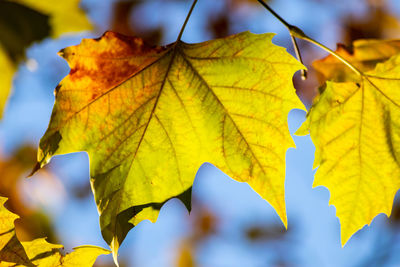 Close-up of yellow maple leaves during autumn