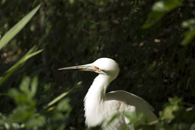 Close-up of a bird