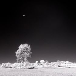 Trees on field against clear sky at night