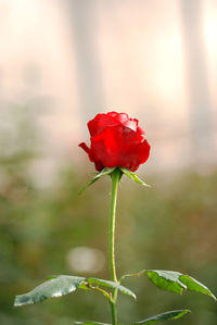 Close-up of red rose against blurred background