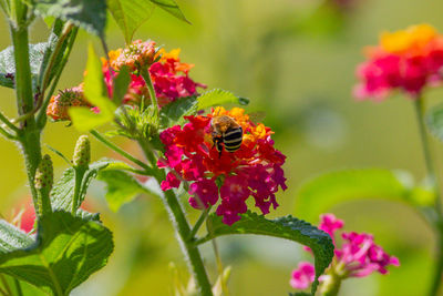 Close-up of insect on pink flower