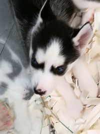 Close-up portrait of a dog