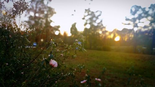 Close-up of flower blooming on field during sunset