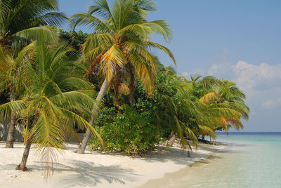 Palm trees by sea against sky