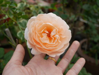 Close-up of hand holding rose flower