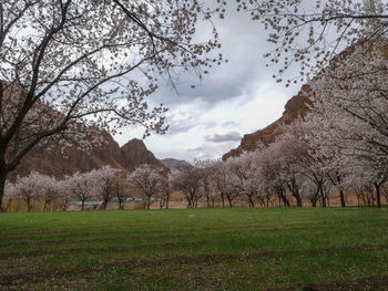 Trees on field against sky