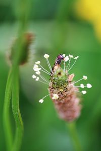 Insect on flower