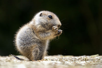 Close-up of prairie dog