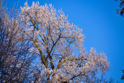 Low angle view of flower tree against clear sky