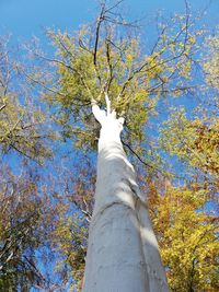 Low angle view of tree against sky