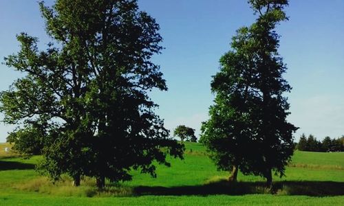 Scenic view of grassy field against sky