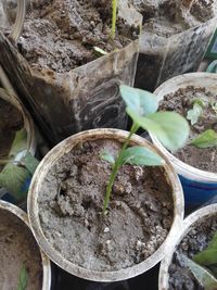 High angle view of potted plant