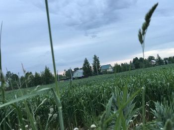 Scenic view of agricultural field against sky