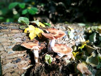 Close-up of mushrooms on autumn leaves