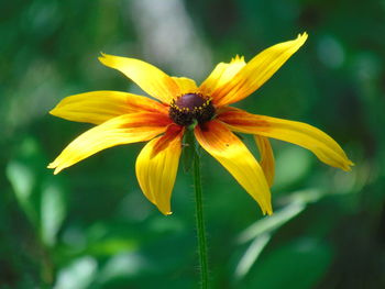 Close-up of yellow flower