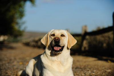 Portrait of dog sitting on field against sky