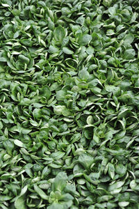Full frame shot of plants