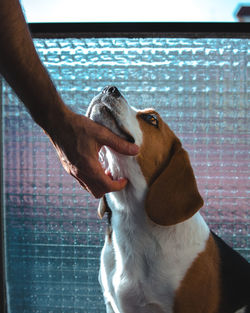 Close-up of hand holding dog