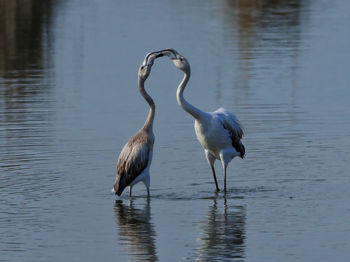 Birds on a lake