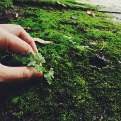 Person holding green plant