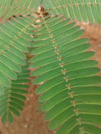 Close-up of fern