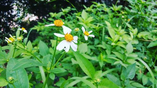 Close-up of yellow flower