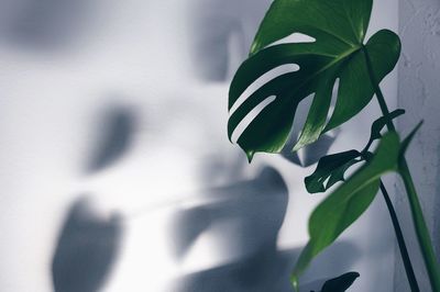 Close-up of plant against blurred background