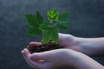 Cropped hands of woman holding plant