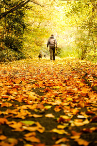 Full length of autumn leaves on tree trunk