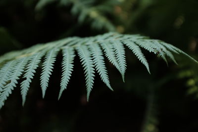 Close-up of fern