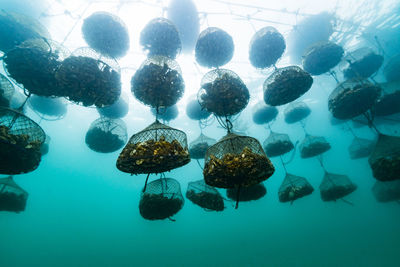 Close-up of fishes swimming in sea