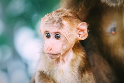 Close-up of young monkey