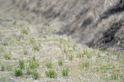 Full frame shot of grass on land