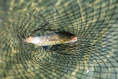 From above small glare fresh fish at bottom of net in transparent shiny water