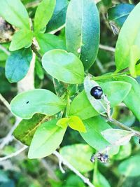 Close-up of ladybug on plant