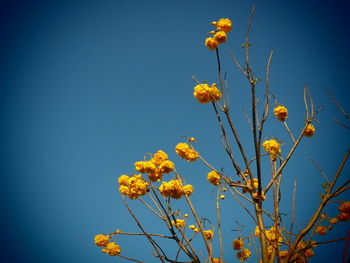 Low angle view of flowers against sky