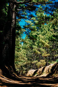 Trees in forest against sky